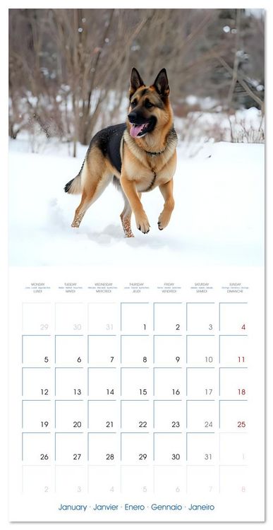 Produktbild: German Shepherds around the year (Wall Calendar 2026 12 &times; 12 Inch) CALVENDO 12 Month Wall Calendar