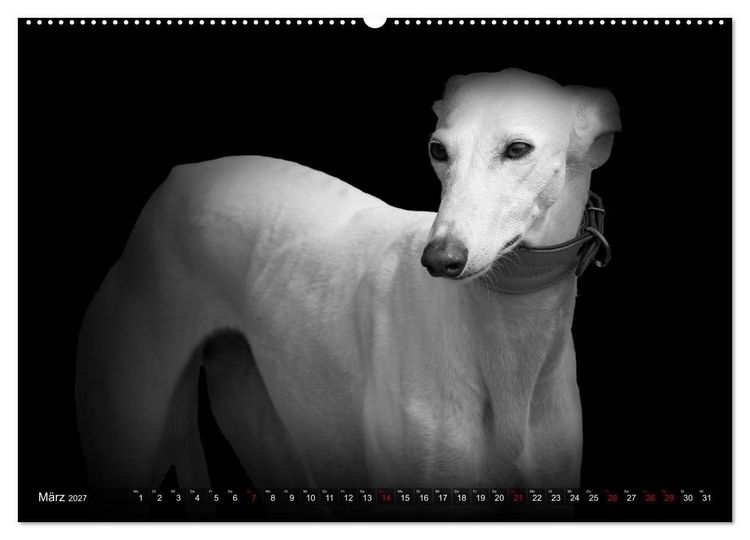 Produktbild: Galgo Espa&ntilde;ol - der spanische Windhund 2027 (Wandkalender 2027 DIN A2 quer), CALVENDO Monatskalender