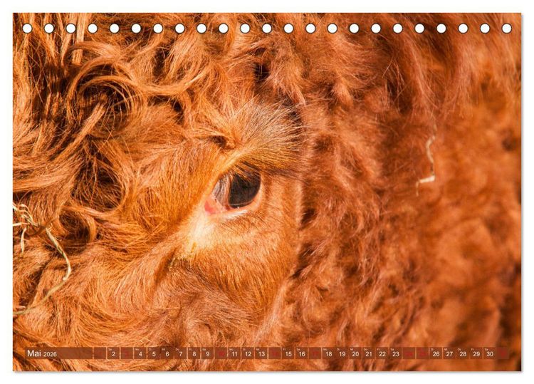 Produktbild: Sch&ouml;ne Schotten - Galloway im Portr&auml;t (Tischkalender 2026 DIN A5 quer), CALVENDO Monatskalender