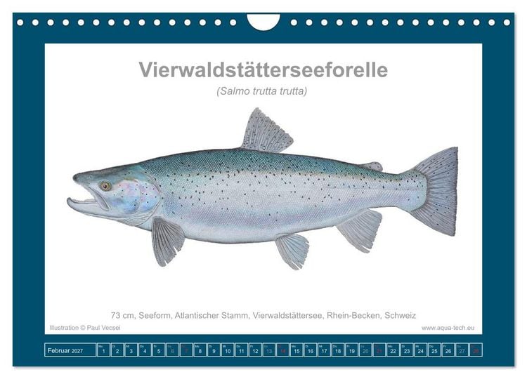 Produktbild: Fisch als Kunst 2027: Seeforellen (Wandkalender 2027 DIN A4 quer), CALVENDO Monatskalender