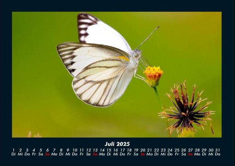 Produktbild: Bunte Pracht der Schmetterlinge 2025 Fotokalender DIN A4