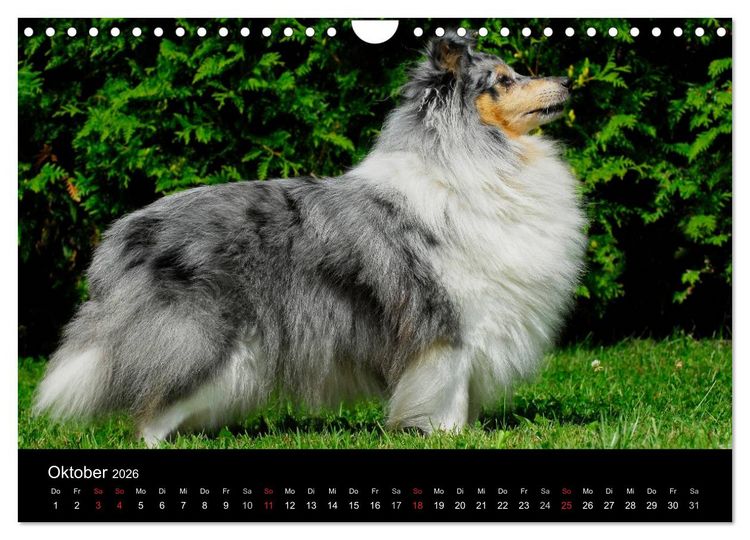 Produktbild: Sheltie 2026 (Wandkalender 2026 DIN A4 quer), CALVENDO Monatskalender