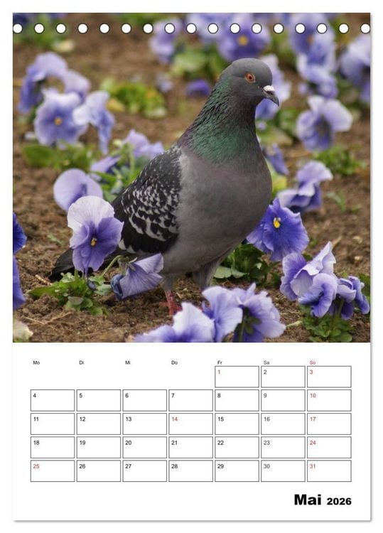 Produktbild: Tauben Terminplaner (Tischkalender 2026 DIN A5 hoch), CALVENDO Monatskalender