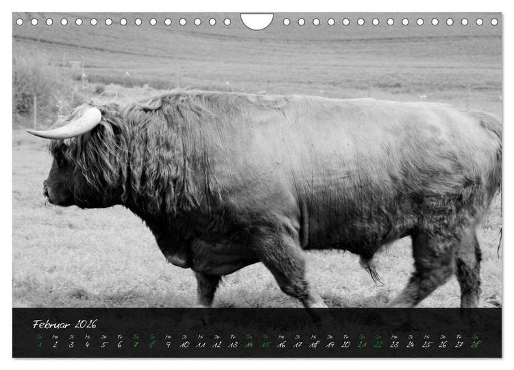 Produktbild: Highland Cattle vom Nordlicht - Faszination Hochland Rind (Wandkalender 2026 DIN A4 quer), CALVENDO Monatskalender