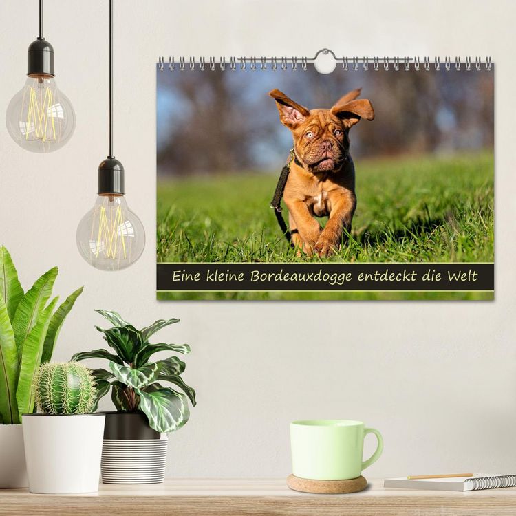 Produktbild: Eine kleine Bordeauxdogge entdeckt die Welt (Wandkalender 2026 DIN A4 quer), CALVENDO Monatskalender