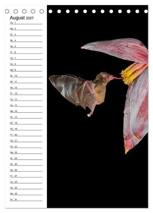 Produktbild: Costa Rica - Magische Tiere des Regenwaldes (Tischkalender 2027 DIN A5 hoch), CALVENDO Monatskalender