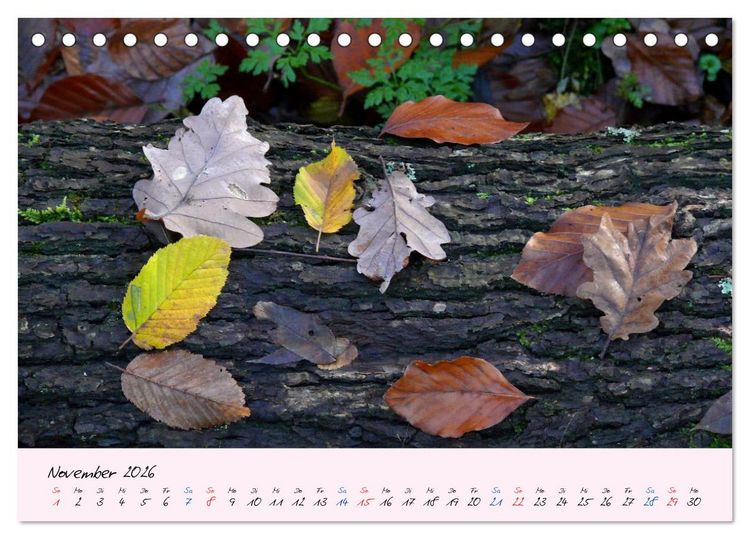 Produktbild: Wald und Baum 2026 (Tischkalender 2026 DIN A5 quer), CALVENDO Monatskalender