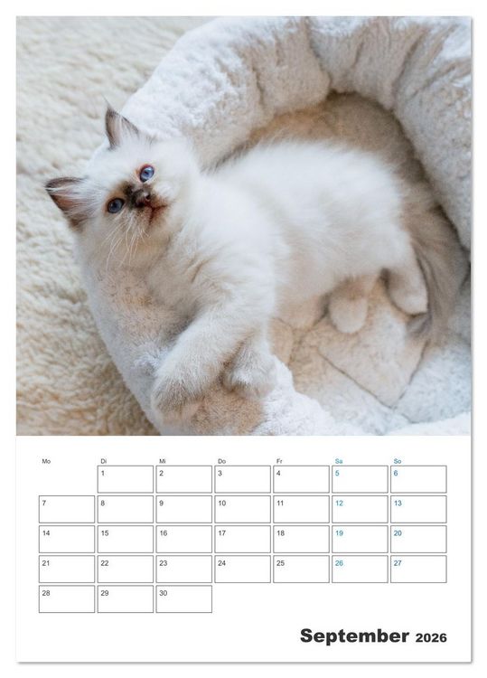 Produktbild: Heilige Birma Kitten Kalender mit Planer (Tischkalender 2026 DIN A5 hoch), CALVENDO Monatskalender