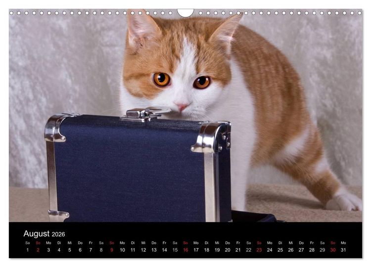 Produktbild: Britisch Kurzhaar Katzen (Wandkalender 2026 DIN A3 quer), CALVENDO Monatskalender