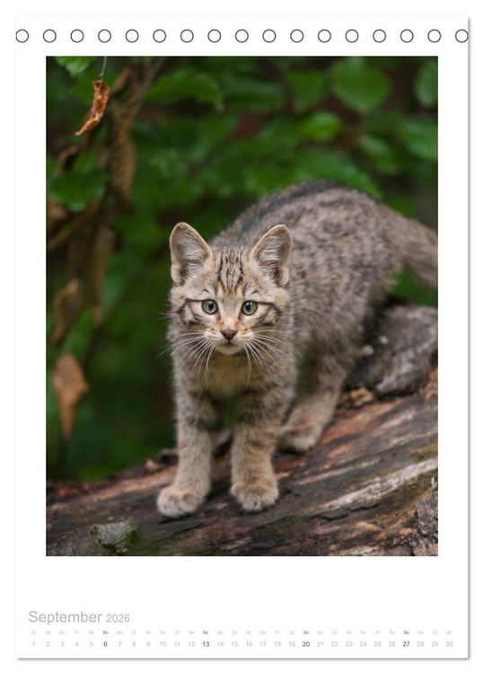 Produktbild: Wildkatzen - Kleine Samtpfoten des Waldes (Tischkalender 2026 DIN A5 hoch), CALVENDO Monatskalender