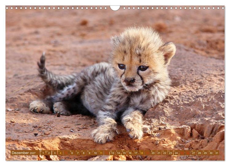 Produktbild: Katzen Afrikas (Wandkalender 2027 DIN A3 quer), CALVENDO Monatskalender