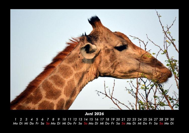 Produktbild: Giraffen 2026 Fotokalender DIN A3