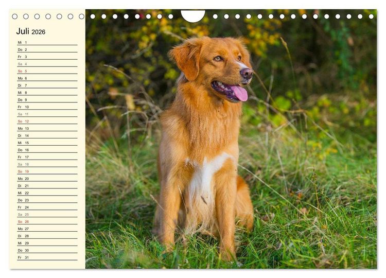 Produktbild: Toll, toll, Toller (Wandkalender 2026 DIN A4 quer), CALVENDO Monatskalender
