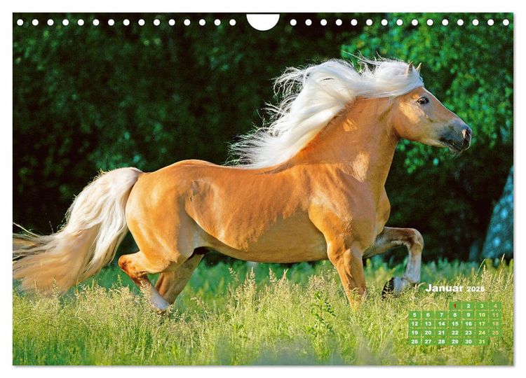 Produktbild: Haflinger: Die blonden Pferde von der Alm (Wandkalender 2026 DIN A4 quer), CALVENDO Monatskalender