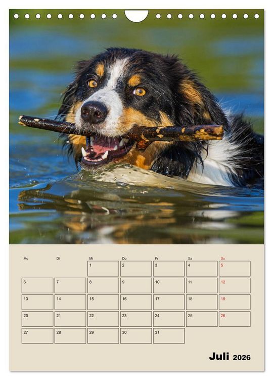 Produktbild: Border Collie - Ein Familienplaner (Wandkalender 2026 DIN A4 hoch), CALVENDO Monatskalender