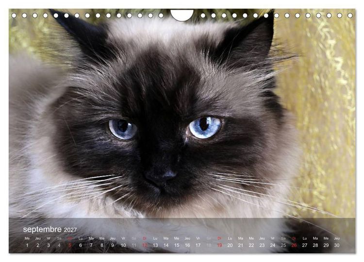 Produktbild: Mine de chat (Calendrier mural 2027 DIN A4 vertical), CALVENDO calendrier mensuel