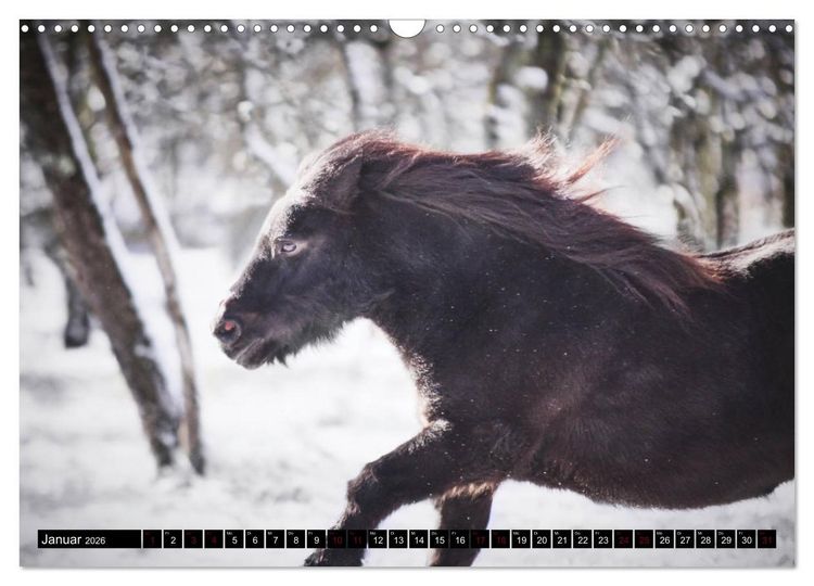 Produktbild: Shetlandpony Kalender (Wandkalender 2026 DIN A3 quer), CALVENDO Monatskalender