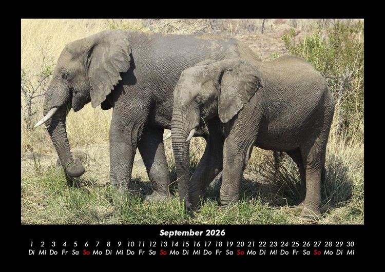 Produktbild: Der Elefantenkalender 2026 Fotokalender DIN A3