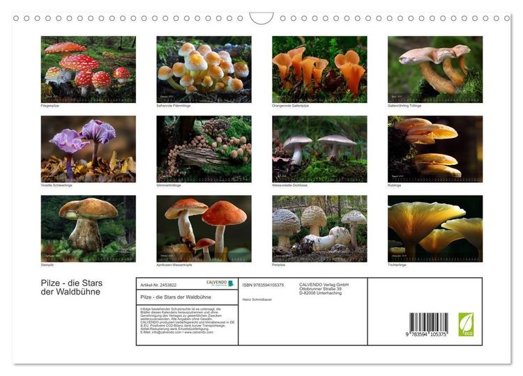 Produktbild: Pilze - die Stars der Waldb&uuml;hne (Wandkalender 2027 DIN A3 quer), CALVENDO Monatskalender
