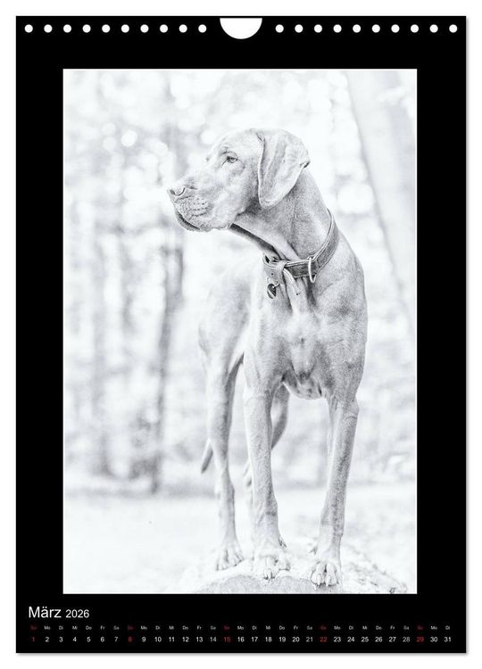 Produktbild: Vizsla-Liebe (Wandkalender 2026 DIN A4 hoch), CALVENDO Monatskalender