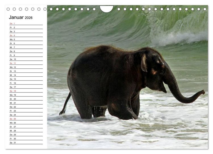 Produktbild: Elefanten - Wasserspa&szlig; am Strand (Wandkalender 2026 DIN A4 quer), CALVENDO Monatskalender