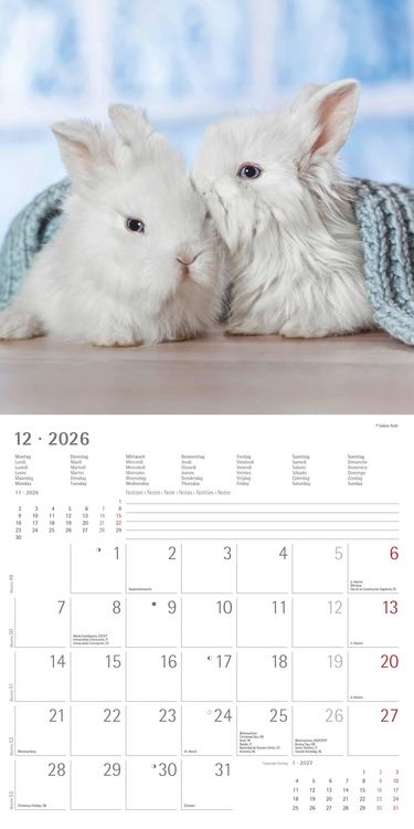 Produktbild: Kaninchen 2026 - Broschürenkalender 30x30 cm (30x60 geöffnet) - Kalender mit Platz für Notizen - Rabbits - Bildkalender - Wandplaner - Wandkalender