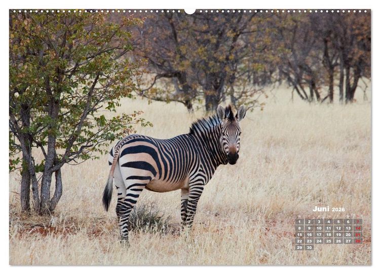 Produktbild: Namibia, Sch&ouml;nheit und Vielfalt (hochwertiger Premium Wandkalender 2026 DIN A2 quer), Kunstdruck in Hochglanz