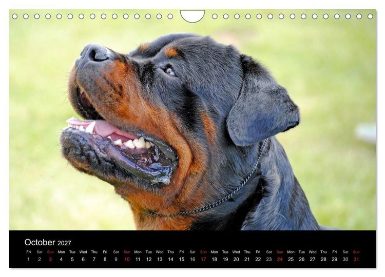 Produktbild: Rottweiler Portait Shots 2027 (Wall Calendar 2027 DIN A4 landscape), CALVENDO 12 Month Wall Calendar