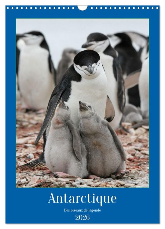 Produktbild: Antarctique des oiseaux de l&eacute;gende (Calendrier mural 2026 DIN A3 horizontal), CALVENDO calendrier mensuel