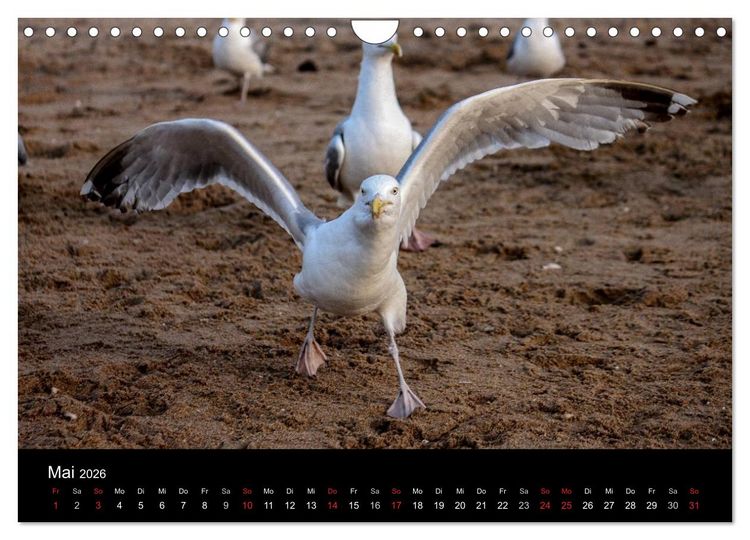 Produktbild: Spontane Fotografie - M&ouml;wen (Wandkalender 2026 DIN A4 quer), CALVENDO Monatskalender