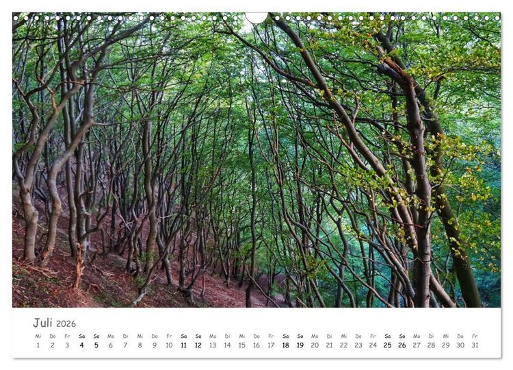 Produktbild: Wald - bezaubernde W&auml;lder (Wandkalender 2026 DIN A3 quer), CALVENDO Monatskalender