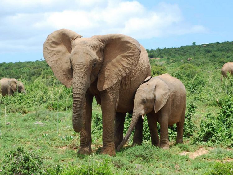 Produktbild: CALVENDO Puzzle Ein Motiv aus dem Kalender African Elephants in Addo | 1000 Teile Lege-Gr&ouml;&szlig;e 64x48cm Foto-Puzzle f&uuml;r gl&uuml;ckliche Stunden