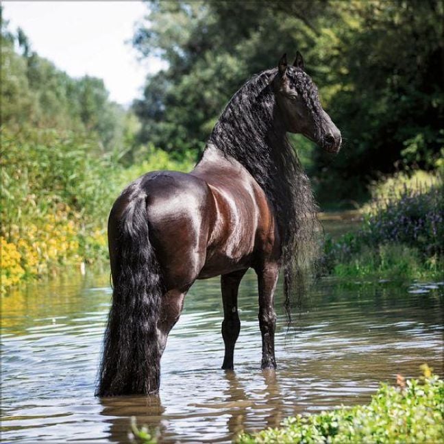 Produktbild: Horses 2027