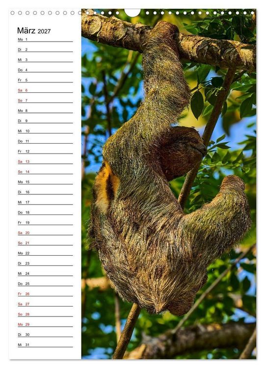 Produktbild: Costa Rica - Magische Tiere des Regenwaldes (Wandkalender 2027 DIN A3 hoch), CALVENDO Monatskalender