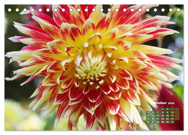 Produktbild: Sommerliche Bl&uuml;tentr&auml;ume (Tischkalender 2026 DIN A5 quer), CALVENDO Monatskalender