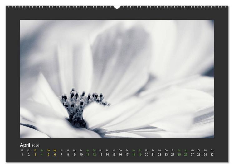 Produktbild: Pflanzen in Schwarz und Wei&szlig; (hochwertiger Premium Wandkalender 2026 DIN A2 quer), Kunstdruck in Hochglanz