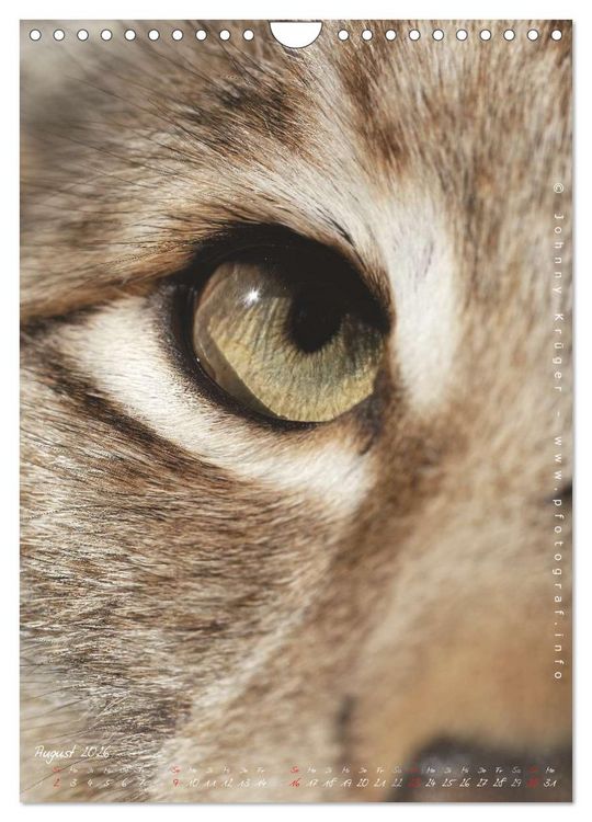 Produktbild: Luchs (Wandkalender 2026 DIN A4 hoch), CALVENDO Monatskalender
