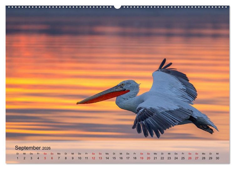 Produktbild: Krauskopfpelikane (hochwertiger Premium Wandkalender 2026 DIN A2 quer), Kunstdruck in Hochglanz