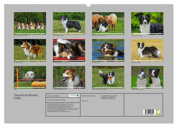 Produktbild: Traumhund Border Collie (Wandkalender 2026 DIN A2 quer), CALVENDO Monatskalender
