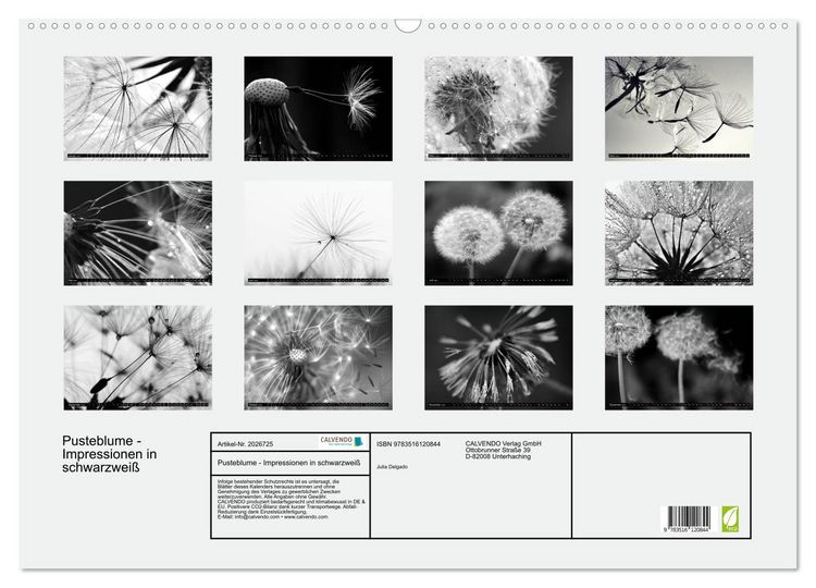 Produktbild: Pusteblume - Impressionen in schwarzwei&szlig; (Wandkalender 2026 DIN A2 quer), CALVENDO Monatskalender