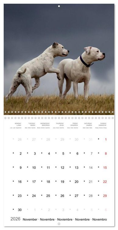 Produktbild: American Bulldog (Wall Calendar 2026 12 &times; 12 Inch) CALVENDO 12 Month Wall Calendar