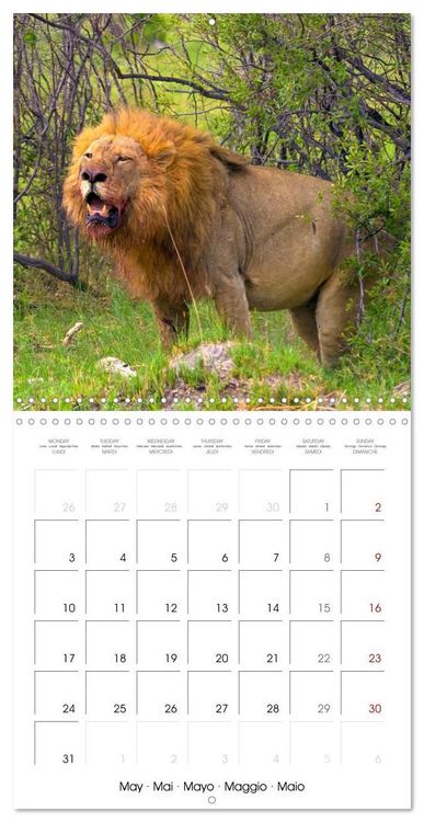 Produktbild: CATS OF AFRICA (Wall Calendar 2027 12 &times; 12 Inch) CALVENDO 12 Month Wall Calendar