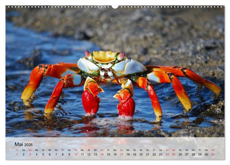 Produktbild: Krabben. Lustige Aliens (hochwertiger Premium Wandkalender 2026 DIN A2 quer), Kunstdruck in Hochglanz