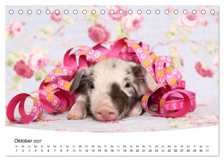 Produktbild: Niedliche Ferkel lovely piglets (Tischkalender 2027 DIN A5 quer), CALVENDO Monatskalender