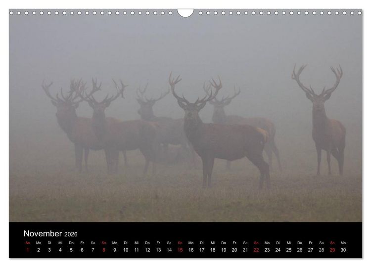Produktbild: Der Rothirsch, K&ouml;nig der W&auml;lder (Wandkalender 2026 DIN A3 quer), CALVENDO Monatskalender