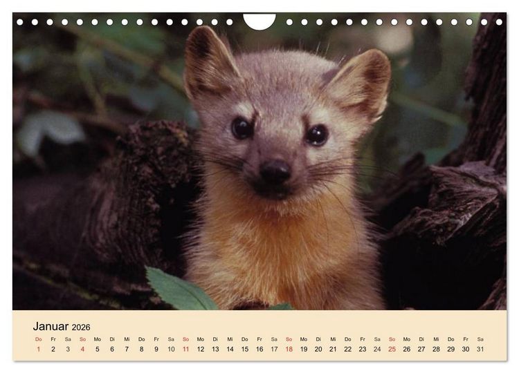 Produktbild: Frettchen und Marder. Frech, witzig, niedlich (Wandkalender 2026 DIN A4 quer), CALVENDO Monatskalender