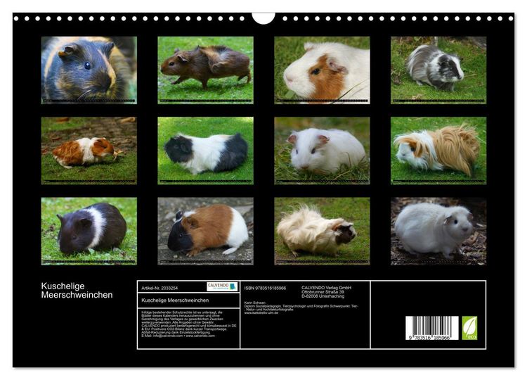 Produktbild: Kuschelige Meerschweinchen (Wandkalender 2026 DIN A3 quer), CALVENDO Monatskalender