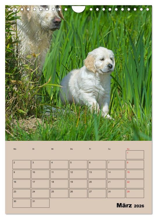 Produktbild: Jahresplaner Golden Retriever Welpen (Wandkalender 2026 DIN A4 hoch), CALVENDO Monatskalender