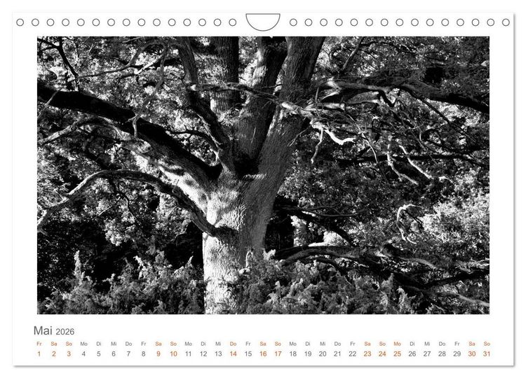Produktbild: Quo Vadis? W&auml;lder und Wege in der R&ouml;hn, L&uuml;neburger Heide und der Mecklenburgischen Seenplatte (Wandkalender 2026 DIN A4 quer), CALVENDO Monatskalender
