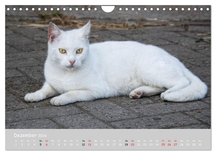 Produktbild: Katzen des S&uuml;dens (Wandkalender 2026 DIN A4 quer), CALVENDO Monatskalender